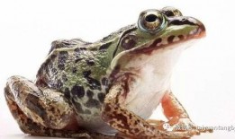 牛蛙厨师爆料视频,视频爆料背后的烹饪秘密