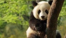 青姐爆料熊猫视频下载