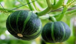 网红吃瓜小灯笼图片,揭秘娱乐圈幕后真相