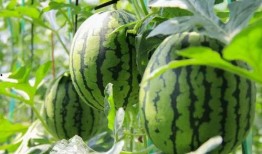 网红吃瓜网站免费入口,免费入口带你畅游娱乐圈风云