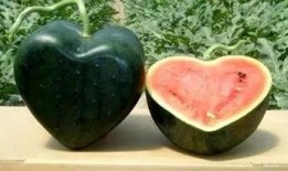 网红吃瓜小灯笼图片,揭秘娱乐圈幕后真相