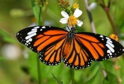 辛巴鹿爆料视频大全最新,揭秘娱乐圈幕后真相