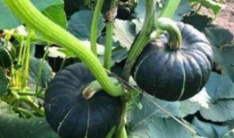 早年网红吃瓜事件,揭秘网络舆论的狂欢与反思