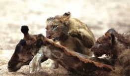 辛巴鹿爆料视频大全最新,揭秘娱乐圈幕后真相