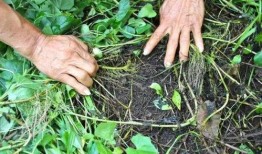 草神长相爆料视频大全集,全方位视频集锦深度解析