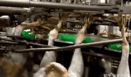 贻庆鸡爪车间爆料视频,揭秘食品加工全过程