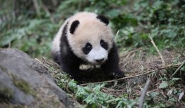 青姐爆料熊猫视频下载