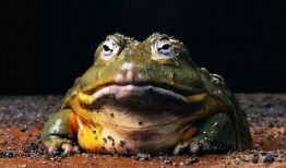 牛蛙厨师爆料视频,视频爆料背后的烹饪秘密