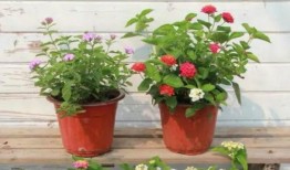 石家庄阿姨最新爆料视频